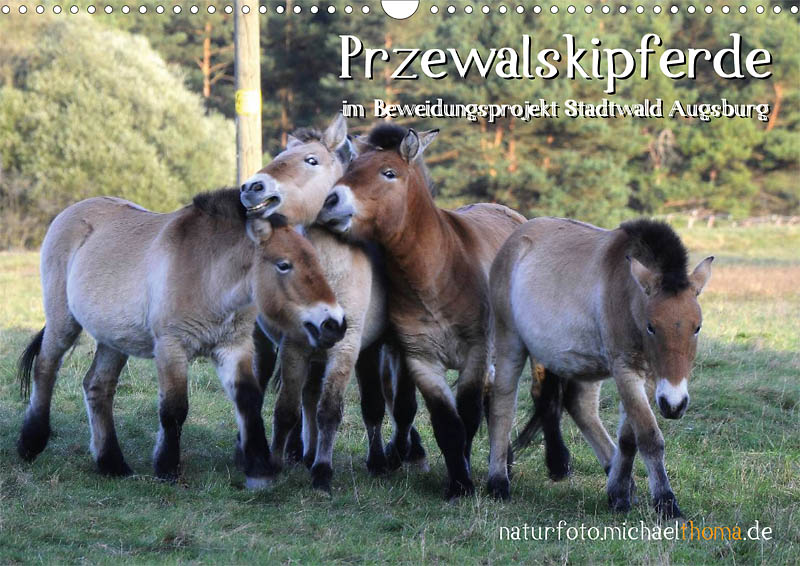 Przewalskipferde-Kalender